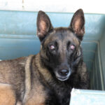 Malinois Mischling Olivia, 10/2017, ca. 65 cm, 88677 Markdorf