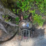 Malinois Mischling Olivia, 10/2017, ca. 65 cm, 88677 Markdorf