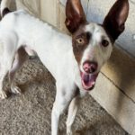 Podenco Mischling Otto, 08/2025, ca. 45 cm