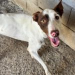 Podenco Mischling Otto, 08/2025, ca. 45 cm
