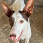 Podenco Mischling Otto, 08/2025, ca. 45 cm