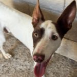Podenco Mischling Otto, 08/2025, ca. 45 cm