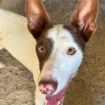 Podenco Mischling Otto, 08/2025, ca. 45 cm