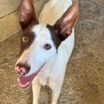 Podenco Mischling Otto, 08/2025, ca. 45 cm