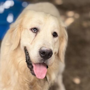 Golden Retriever Paco, 12/2024, ca. 55 cm