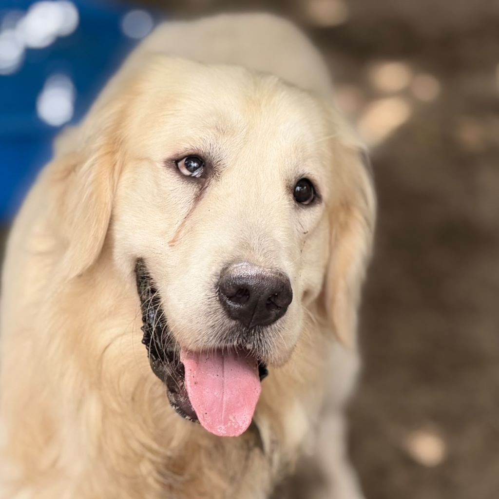 Golden Retriever Paco, 12/2024, ca. 55 cm