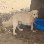 Golden Retriever Paco, 12/2024, ca. 55 cm