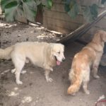 Golden Retriever Paco, 12/2024, ca. 55 cm