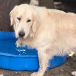 Golden Retriever Paco, 12/2024, ca. 55 cm