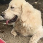 Golden Retriever Paco, 12/2024, ca. 55 cm