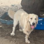 Golden Retriever Paco, 12/2024, ca. 55 cm