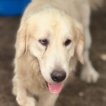 Golden Retriever Paco, 12/2024, ca. 55 cm