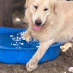 Golden Retriever Paco, 12/2024, ca. 55 cm