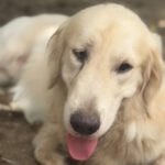 Golden Retriever Paco, 12/2024, ca. 55 cm