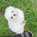 Malteser Peluche, 10/2021, ca. 25 cm, 22457 Hamburg