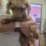 Pudel Pinky, 09/2022, ca. 30 cm
