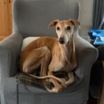 Galgo Pirata, 09/2020, ca. 63 cm, 48369 Saerbeck