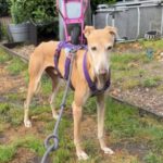 Galgo Pirata, 09/2020, ca. 63 cm, 48369 Saerbeck