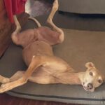 Galgo Pirata, 09/2020, ca. 63 cm, 48369 Saerbeck