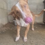 Podenco Maneto Pluto , 04/2025, ca. 35 cm