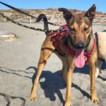 Podenco Mischling Pogo, 10/2023, ca. 50 cm