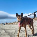 Podenco Mischling Pogo, 10/2023, ca. 50 cm