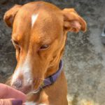 Podenco Mischling Pongo, 09/2022, ca. 45 cm