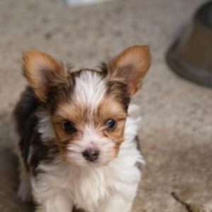 Yorkshire Terrier Quentin, 07/2026, Endgröße ca. 30 cm