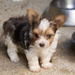 Yorkshire Terrier Quentin, 07/2026, Endgröße ca. 30 cm