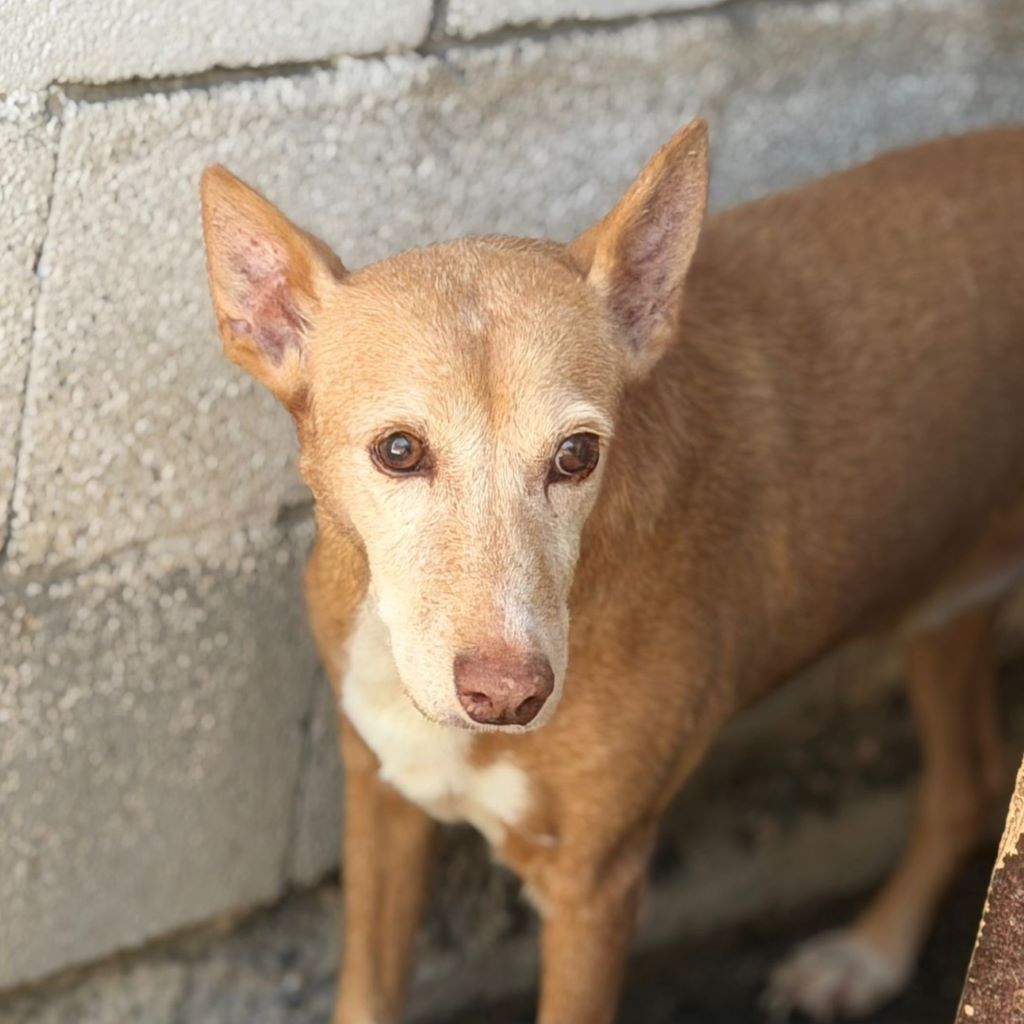 Podenco Ratama, 01/2013, ca. 40 cm