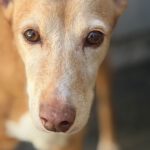Podenco Ratama, 01/2013, ca. 40 cm