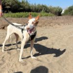 Podenco Ibicenco Reina, 01/2018, ca. 65 cm