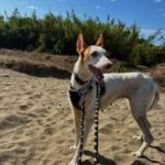 Podenco Ibicenco Reina, 01/2018, ca. 65 cm
