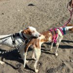 Podenco Ibicenco Reina, 01/2018, ca. 65 cm