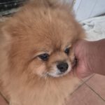 Pomeranian Ricky, 10/2020, ca. 27 cm