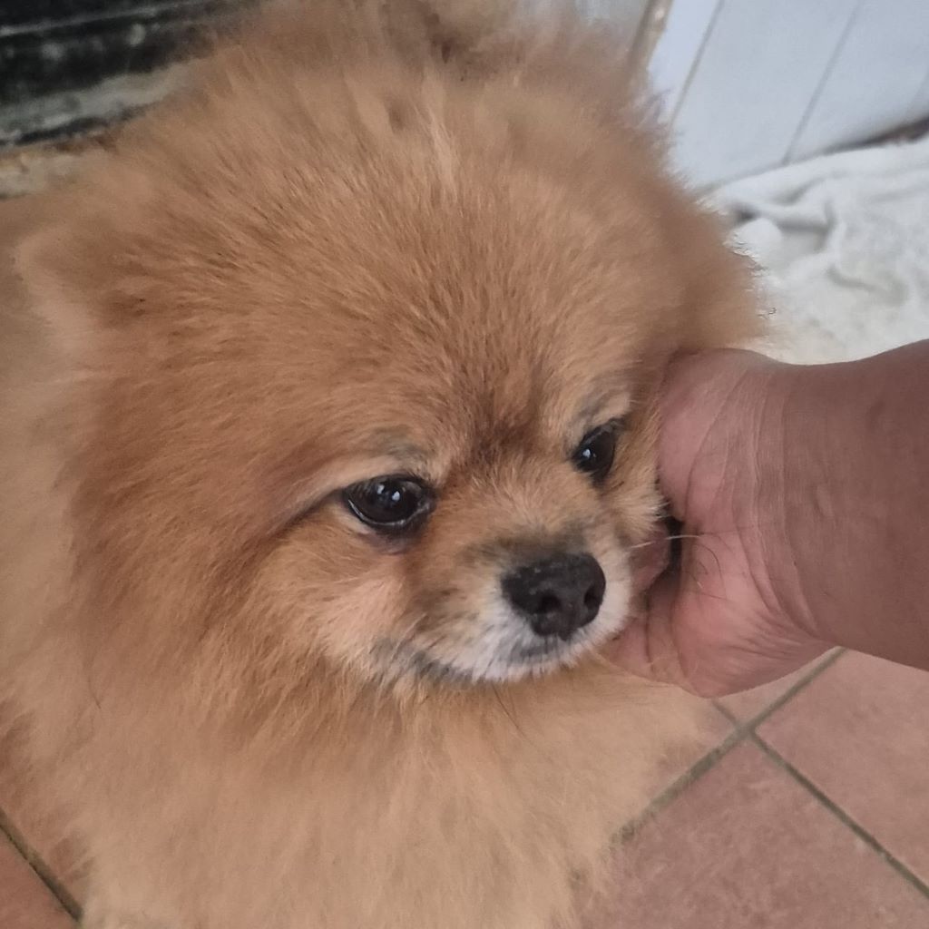 Pomeranian Ricky, 10/2020, ca. 27 cm
