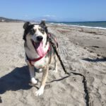Husky Mischling Rita, 10/2022, ca. 55 cm