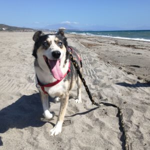 Husky Mischling Rita, 10/2022, ca. 55 cm