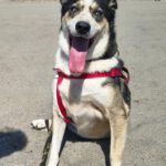 Husky Mischling Rita, 10/2022, ca. 55 cm