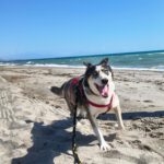 Husky Mischling Rita, 10/2022, ca. 55 cm