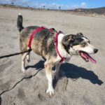 Husky Mischling Rita, 10/2022, ca. 55 cm