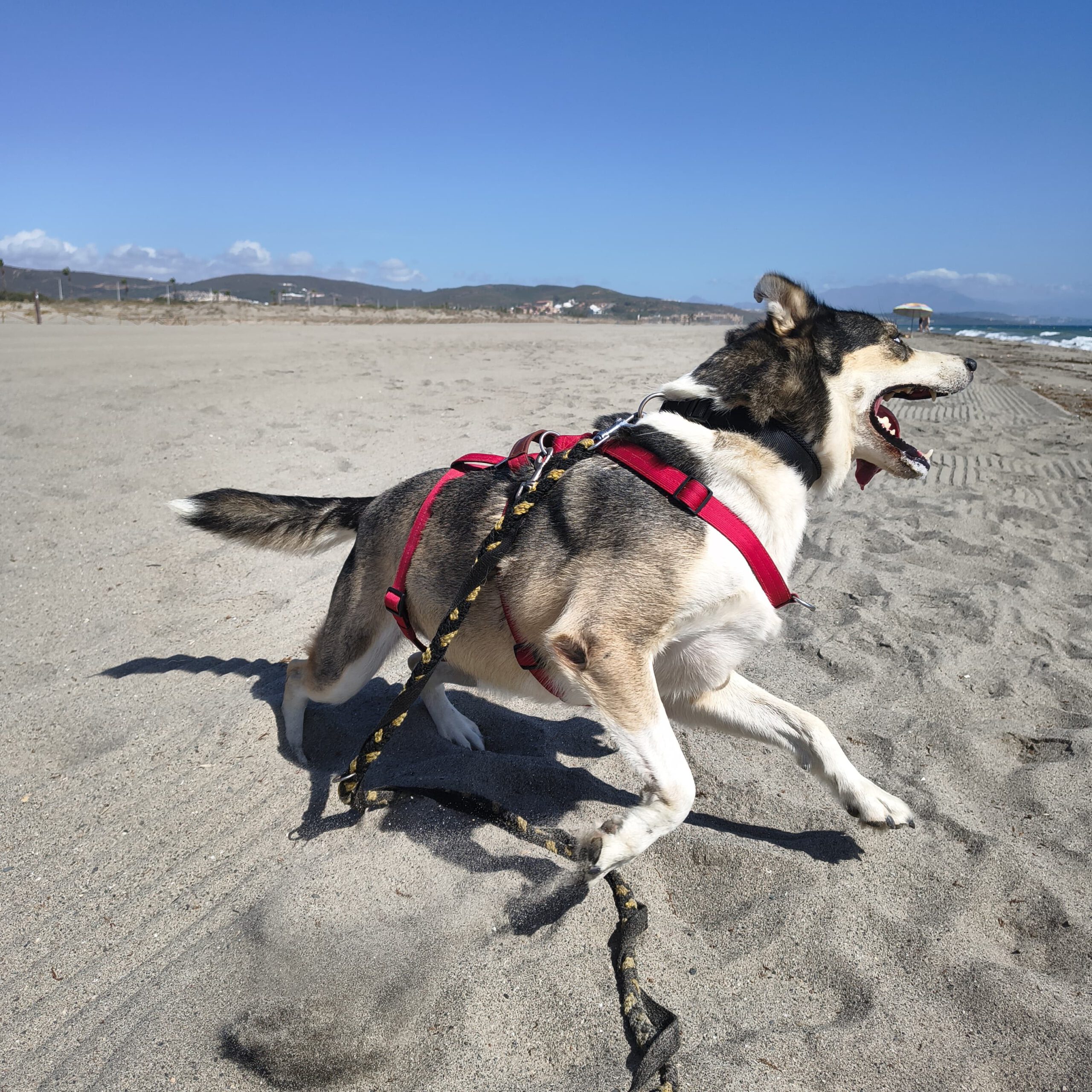 Husky Mischling Rita, 10/2022, ca. 55 cm