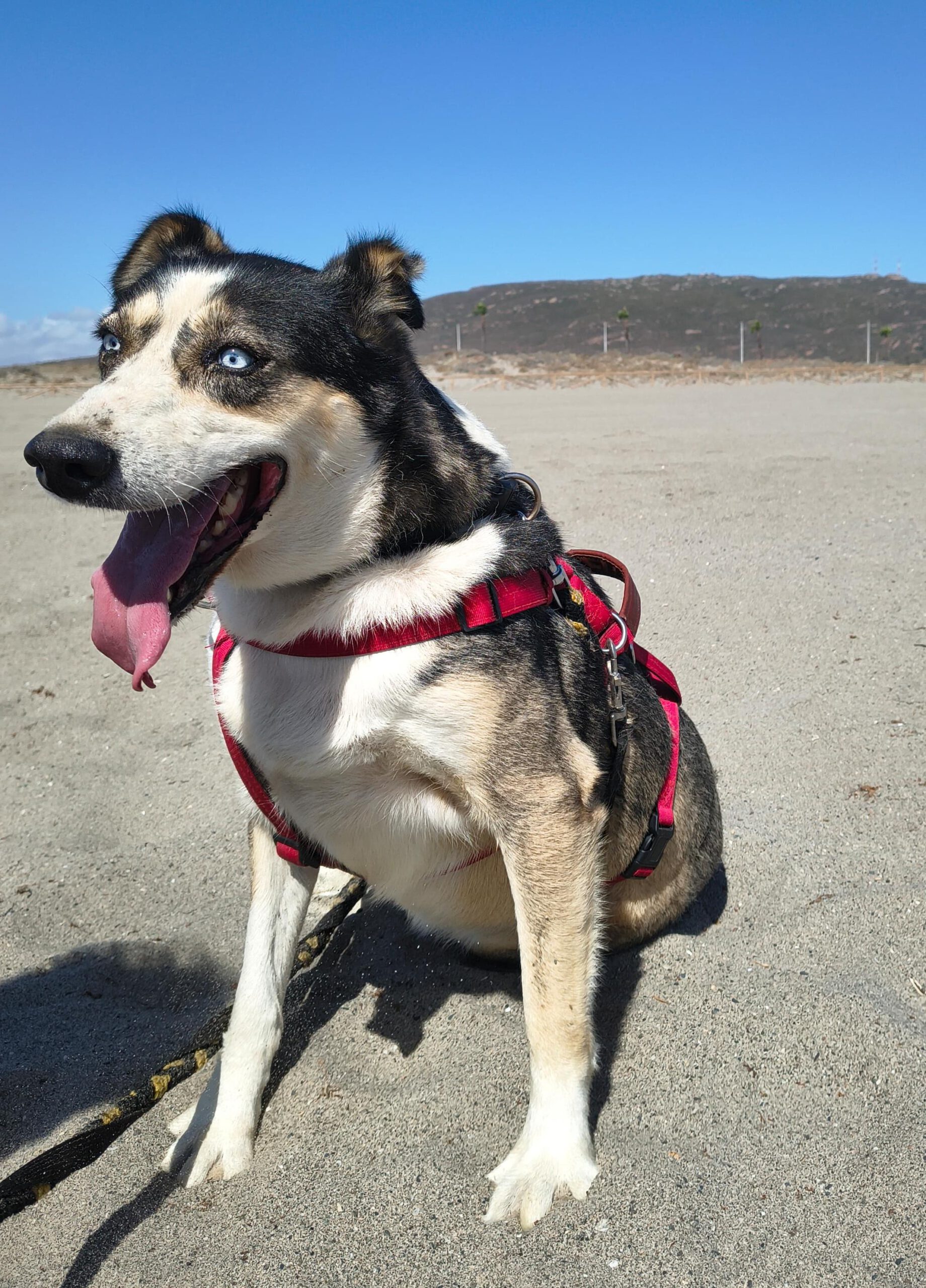 Husky Mischling Rita, 10/2022, ca. 55 cm