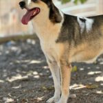 Husky Mischling Rita, 10/2022, ca. 55 cm