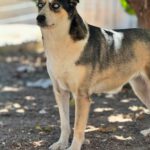 Husky Mischling Rita, 10/2022, ca. 55 cm