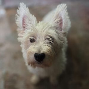 Westhighland Terrier Rocio, 02/2020, ca. 30 cm