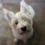 Westhighland Terrier Rocio, 02/2020, ca. 30 cm