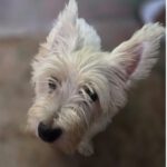 Westhighland Terrier Rocio, 02/2020, ca. 30 cm
