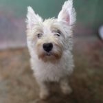 Westhighland Terrier Rocio, 02/2020, ca. 30 cm