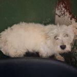 Westhighland Terrier Rocio, 02/2020, ca. 30 cm